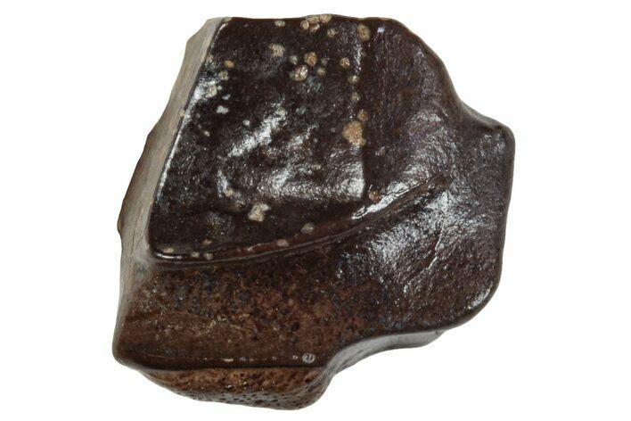 Dinosaur (Triceratops) Tooth - Wyoming #265918